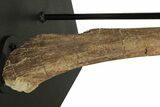 Hadrosaur (Lambeosaurus) Fibula With Stand - Montana #227170-7